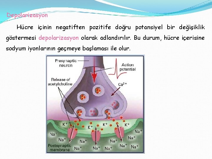 Depolarizasyon Hücre içinin negatiften pozitife doğru potansiyel bir değişiklik göstermesi depolarizasyon olarak adlandırılır. Bu