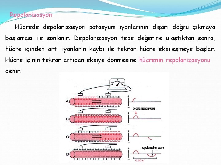 Repolarizasyon Hücrede depolarizasyon potasyum iyonlarının dışarı doğru çıkmaya başlaması ile sonlanır. Depolarizasyon tepe değerine