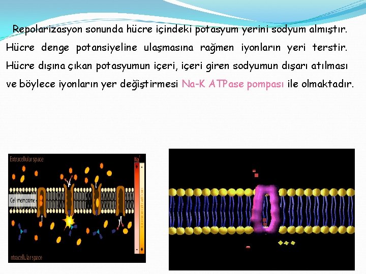 Repolarizasyon sonunda hücre içindeki potasyum yerini sodyum almıştır. Hücre denge potansiyeline ulaşmasına rağmen iyonların
