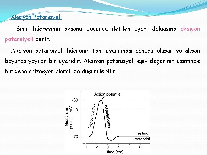 Aksiyon Potansiyeli Sinir hücresinin aksonu boyunca iletilen uyarı dalgasına aksiyon potansiyeli denir. Aksiyon potansiyeli
