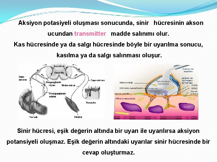 Aksiyon potasiyeli oluşması sonucunda, sinir hücresinin akson ucundan transmitter madde salınımı olur. Kas hücresinde
