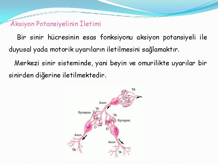 Aksiyon Potansiyelinin İletimi Bir sinir hücresinin esas fonksiyonu aksiyon potansiyeli ile duyusal yada motorik