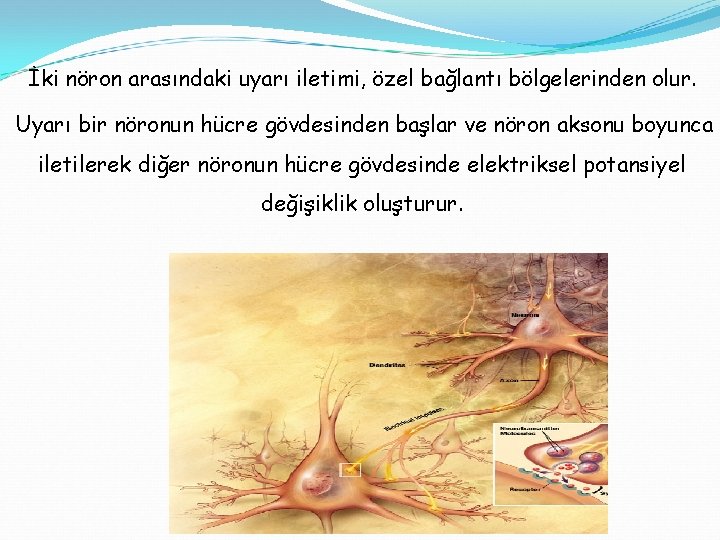 İki nöron arasındaki uyarı iletimi, özel bağlantı bölgelerinden olur. Uyarı bir nöronun hücre gövdesinden