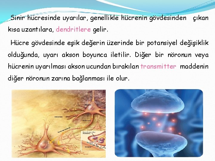 Sinir hücresinde uyarılar, genellikle hücrenin gövdesinden çıkan kısa uzantılara, dendritlere gelir. Hücre gövdesinde eşik