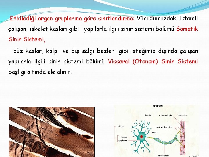 Etkilediği organ gruplarına göre sınıflandırma: Vücudumuzdaki istemli çalışan iskelet kasları gibi yapılarla ilgili sinir
