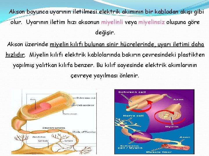 Akson boyunca uyarının iletilmesi elektrik akımının bir kablodan akışı gibi olur. Uyarının iletim hızı