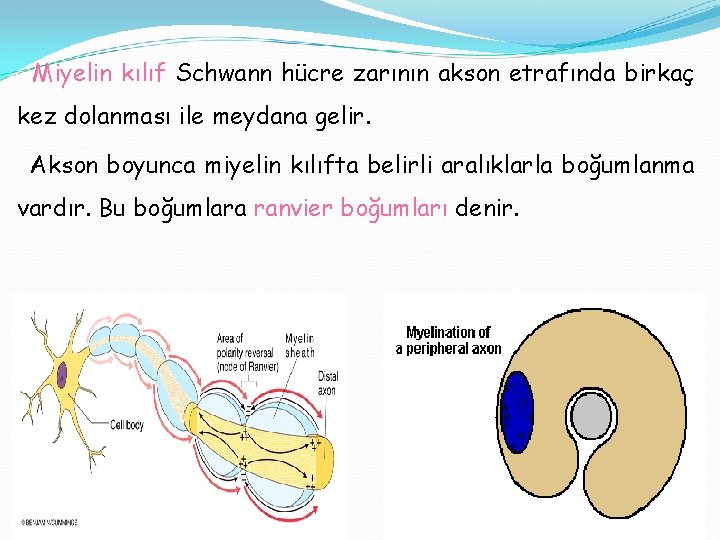 Miyelin kılıf Schwann hücre zarının akson etrafında birkaç kez dolanması ile meydana gelir. Akson