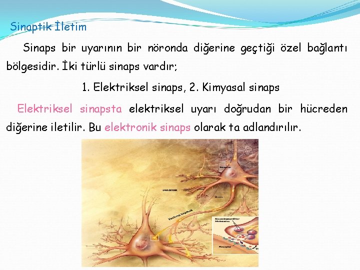 Sinaptik İletim Sinaps bir uyarının bir nöronda diğerine geçtiği özel bağlantı bölgesidir. İki türlü