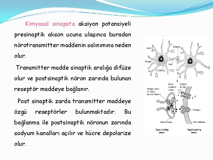 Kimyasal sinapsta aksiyon potansiyeli presinaptik akson ucuna ulaşınca buradan nörotransmitter maddenin salınımına neden olur.