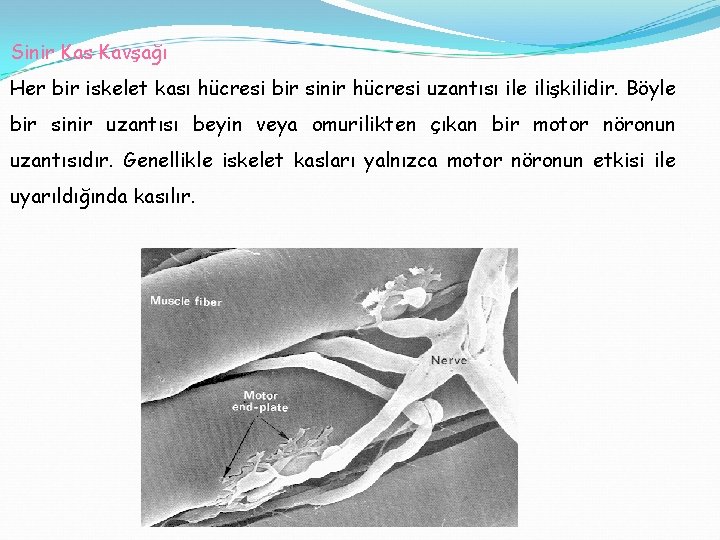 Sinir Kas Kavşağı Her bir iskelet kası hücresi bir sinir hücresi uzantısı ile ilişkilidir.