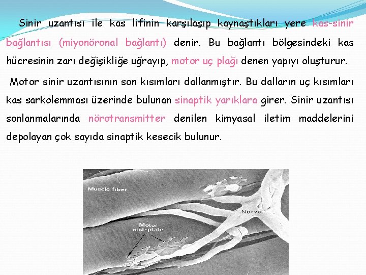 Sinir uzantısı ile kas lifinin karşılaşıp kaynaştıkları yere kas-sinir bağlantısı (miyonöronal bağlantı) denir. Bu