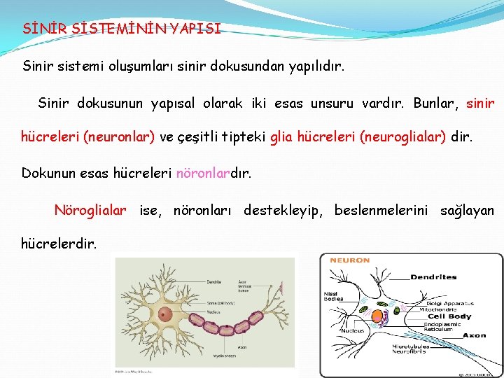 SİNİR SİSTEMİNİN YAPISI Sinir sistemi oluşumları sinir dokusundan yapılıdır. Sinir dokusunun yapısal olarak iki