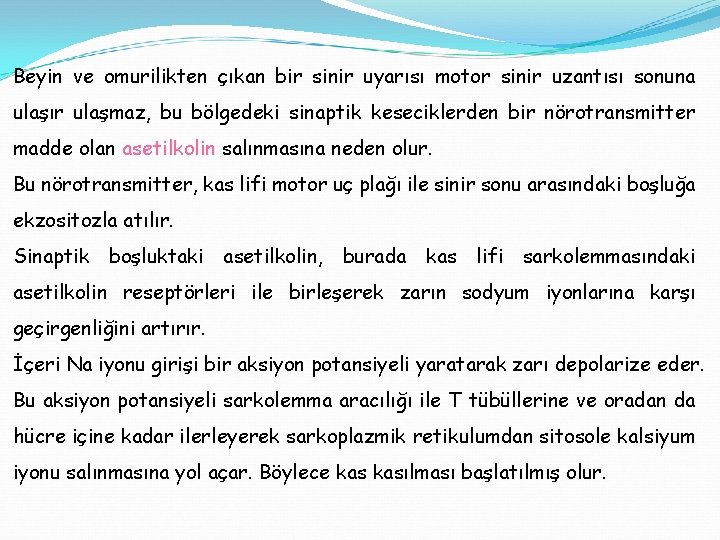 Beyin ve omurilikten çıkan bir sinir uyarısı motor sinir uzantısı sonuna ulaşır ulaşmaz, bu