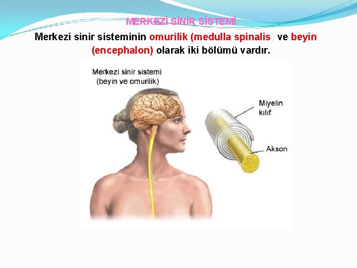 MERKEZİ SİNİR SİSTEMİ Merkezi sinir sisteminin omurilik (medulla spinalis) ve beyin (encephalon) olarak iki