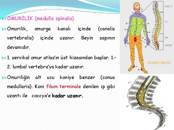  OMURİLİK (medulla spinalis) Omurilik, vertebralis) omurga içinde kanalı uzanır. içinde Beyin (canalis sapının