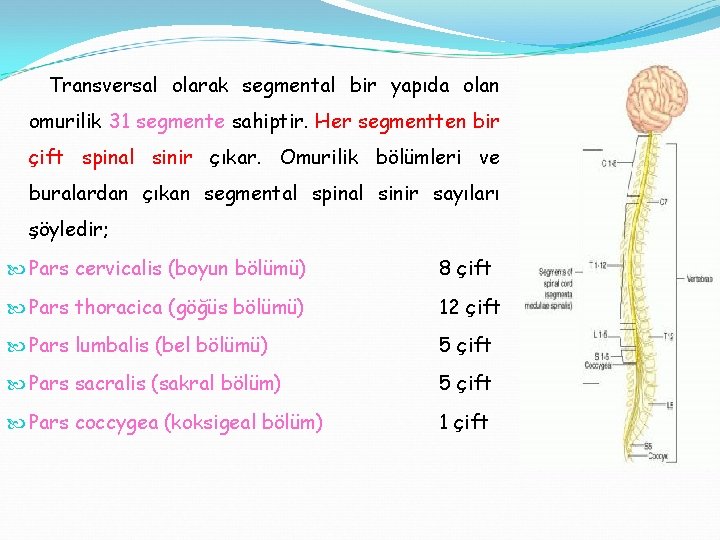 Transversal olarak segmental bir yapıda olan omurilik 31 segmente sahiptir. Her segmentten bir çift