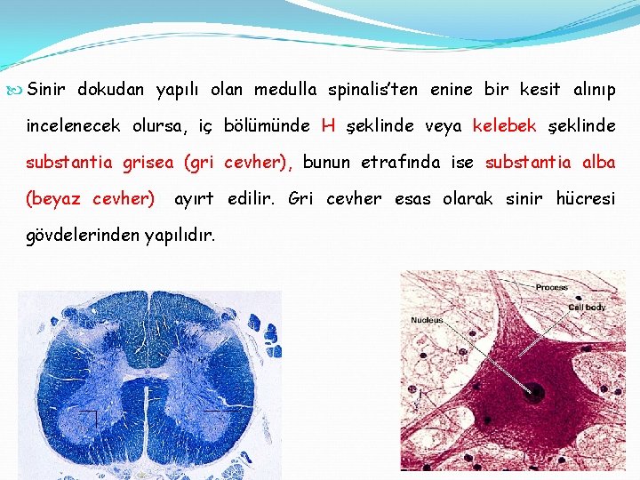  Sinir dokudan yapılı olan medulla spinalis’ten enine bir kesit alınıp incelenecek olursa, iç