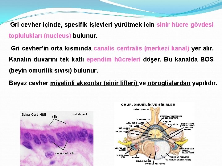 Gri cevher içinde, spesifik işlevleri yürütmek için sinir hücre gövdesi toplulukları (nucleus) bulunur. Gri