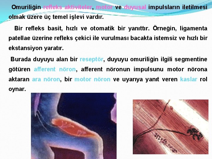 Omuriliğin refleks aktiviteler, motor ve duyusal impulsların iletilmesi olmak üzere üç temel işlevi vardır.