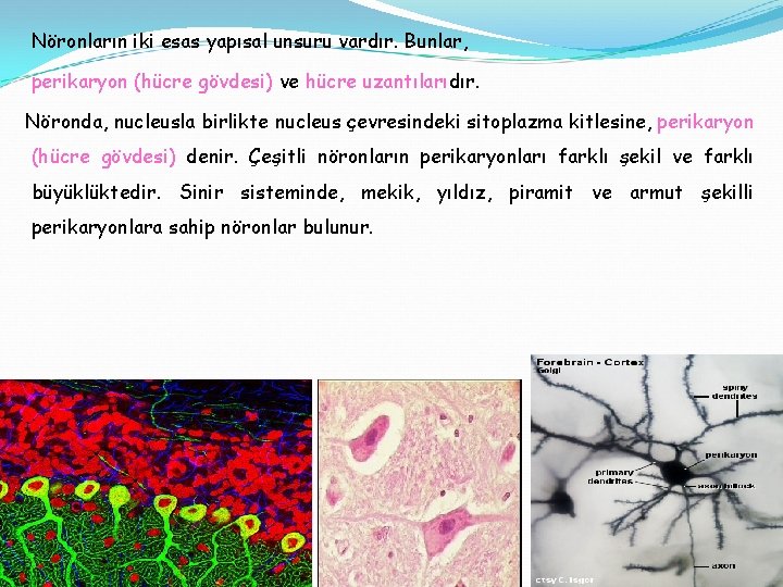 Nöronların iki esas yapısal unsuru vardır. Bunlar, perikaryon (hücre gövdesi) ve hücre uzantılarıdır. Nöronda,