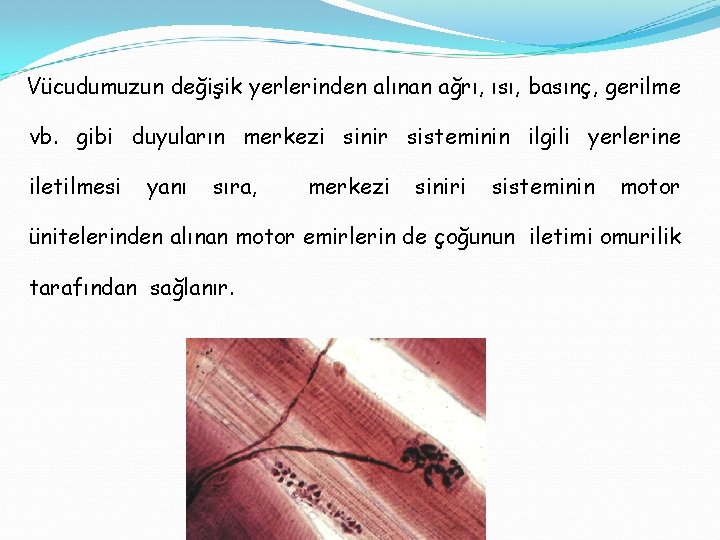 Vücudumuzun değişik yerlerinden alınan ağrı, ısı, basınç, gerilme vb. gibi duyuların merkezi sinir sisteminin