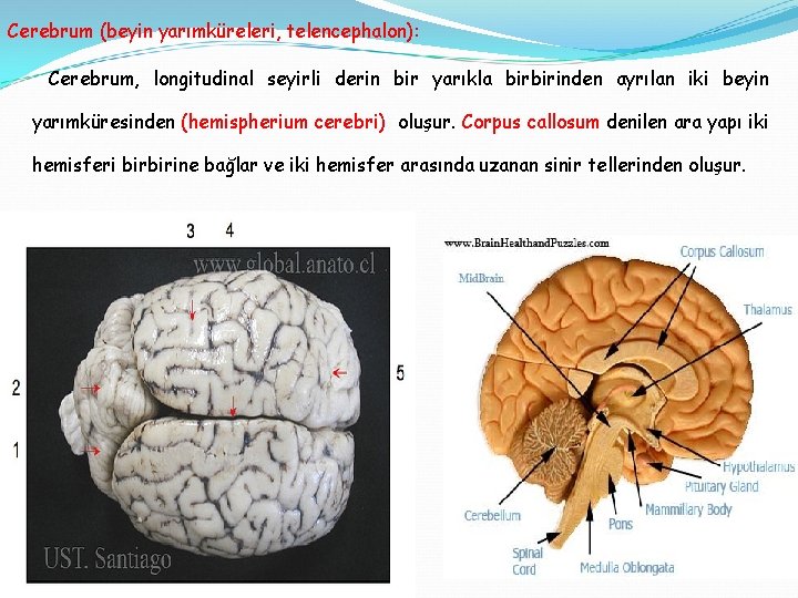Cerebrum (beyin yarımküreleri, telencephalon): Cerebrum, longitudinal seyirli derin bir yarıkla birbirinden ayrılan iki beyin