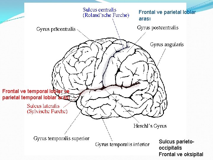 Frontal ve parietal loblar arası Frontal ve temporal loblar ve parietal temporal loblar arası