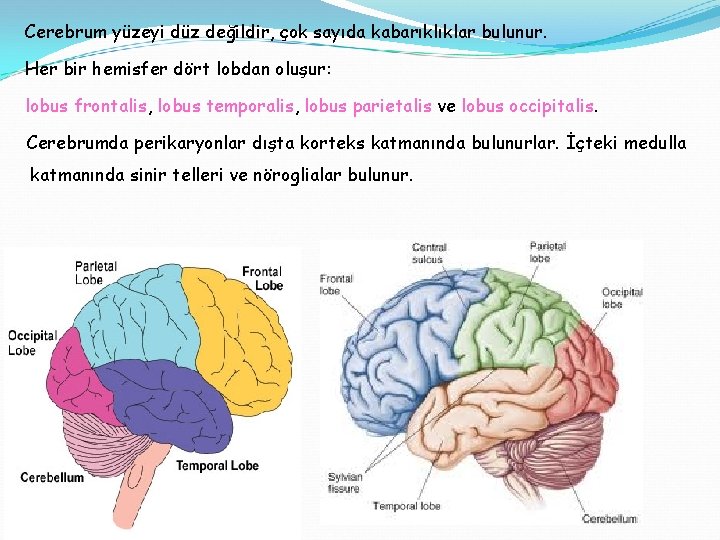 Cerebrum yüzeyi düz değildir, çok sayıda kabarıklıklar bulunur. Her bir hemisfer dört lobdan oluşur: