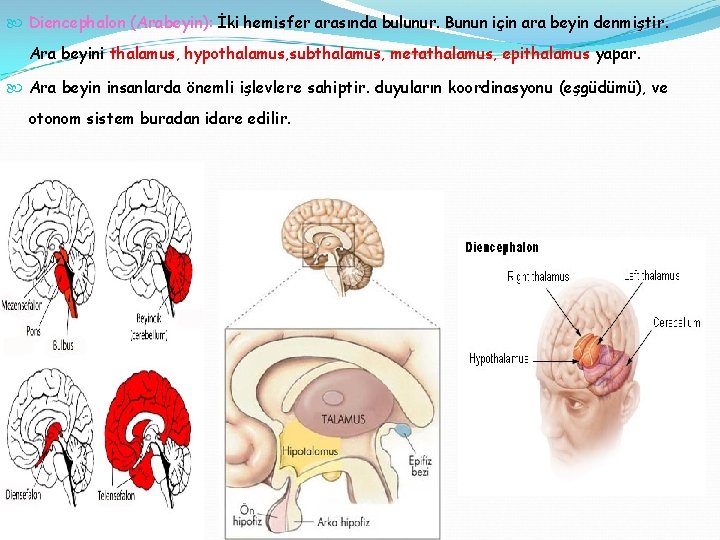  Diencephalon (Arabeyin): İki hemisfer arasında bulunur. Bunun için ara beyin denmiştir. Ara beyini