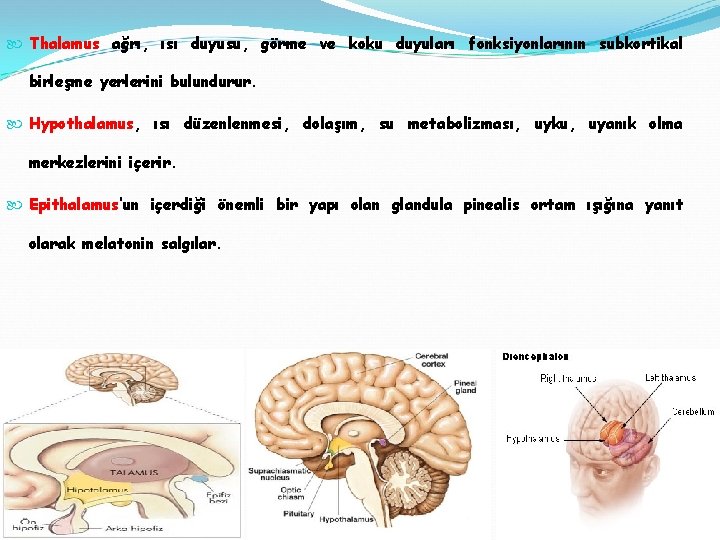  Thalamus ağrı, ısı duyusu, görme ve koku duyuları fonksiyonlarının subkortikal birleşme yerlerini bulundurur.