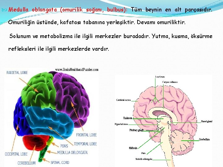  Medulla oblongata (omurilik soğanı, bulbus): Tüm beynin en alt parçasıdır. Omuriliğin üstünde, kafatası
