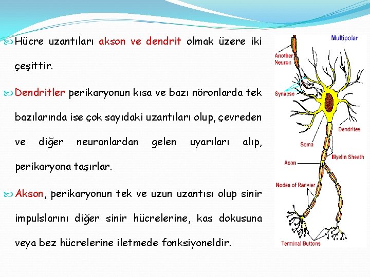  Hücre uzantıları akson ve dendrit olmak üzere iki çeşittir. Dendritler perikaryonun kısa ve