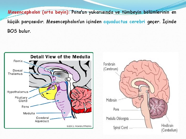Mesencephalon (orta beyin): Pons’un yukarısında ve tümbeyin bölümlerinin en küçük parçasıdır. Mesencephalon’un içinden aquaductus