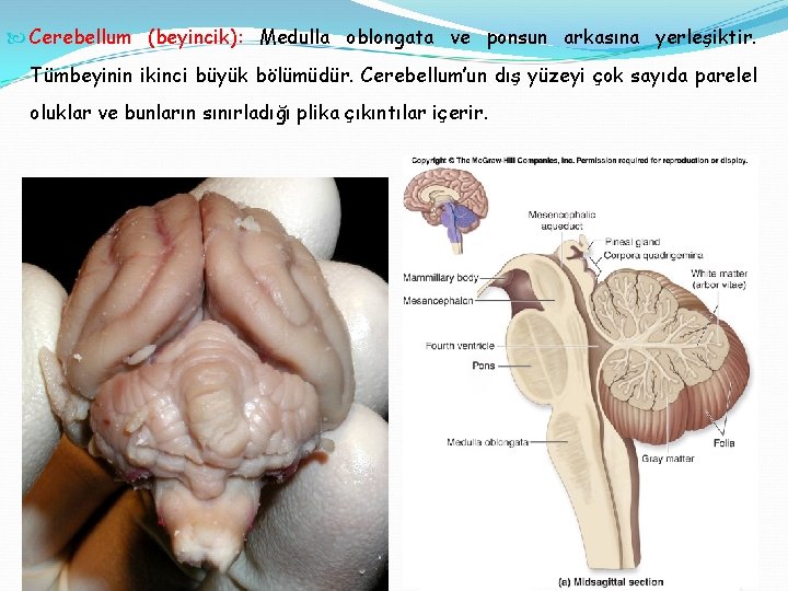  Cerebellum (beyincik): Medulla oblongata ve ponsun arkasına yerleşiktir. Tümbeyinin ikinci büyük bölümüdür. Cerebellum’un