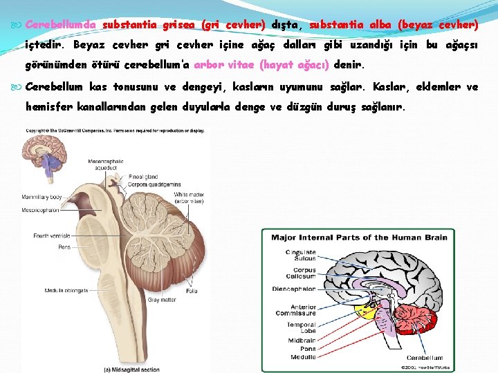  Cerebellumda substantia grisea (gri cevher) dışta, substantia alba (beyaz cevher) içtedir. Beyaz cevher