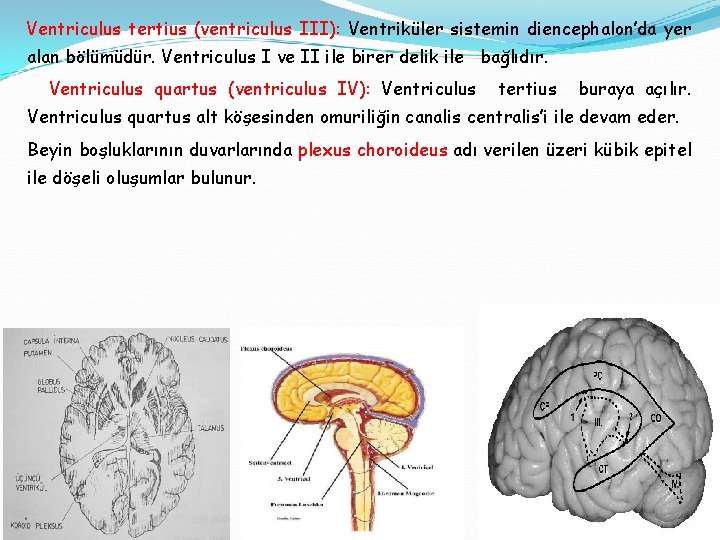 Ventriculus tertius (ventriculus III): Ventriküler sistemin diencephalon’da yer alan bölümüdür. Ventriculus I ve II