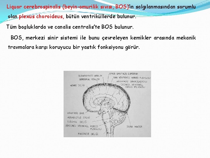 Liquor cerebrospinalis (beyin-omurilik sıvısı, BOS)’in salgılanmasından sorumlu olan plexus choroideus, bütün ventriküllerde bulunur. Tüm