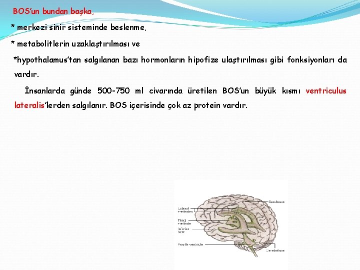 BOS’un bundan başka, * merkezi sinir sisteminde beslenme, * metabolitlerin uzaklaştırılması ve *hypothalamus’tan salgılanan