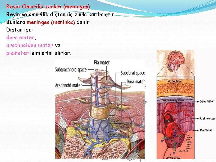 Beyin-Omurilik zarları (meninges) Beyin ve omurilik dıştan üç zarla sarılmıştır. Bunlara meninges (meninks) denir.