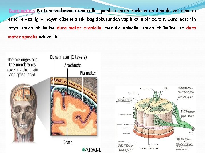 Dura mater: Bu tabaka, beyin ve medulla spinalis’i saran zarların en dışında yer alan