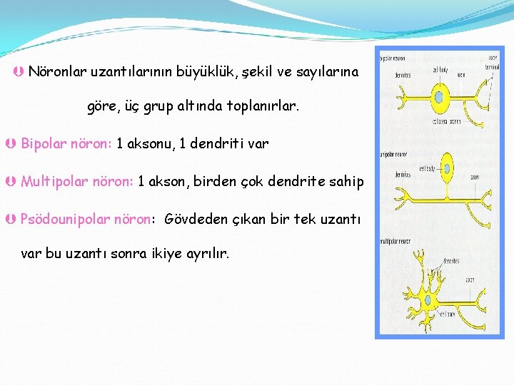 Þ Nöronlar uzantılarının büyüklük, şekil ve sayılarına göre, üç grup altında toplanırlar. Þ Bipolar