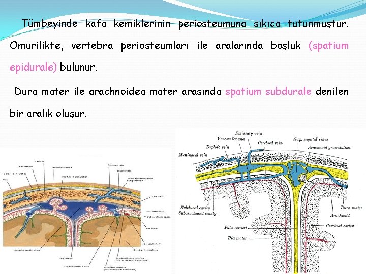 Tümbeyinde kafa kemiklerinin periosteumuna sıkıca tutunmuştur. Omurilikte, vertebra periosteumları ile aralarında boşluk (spatium epidurale)