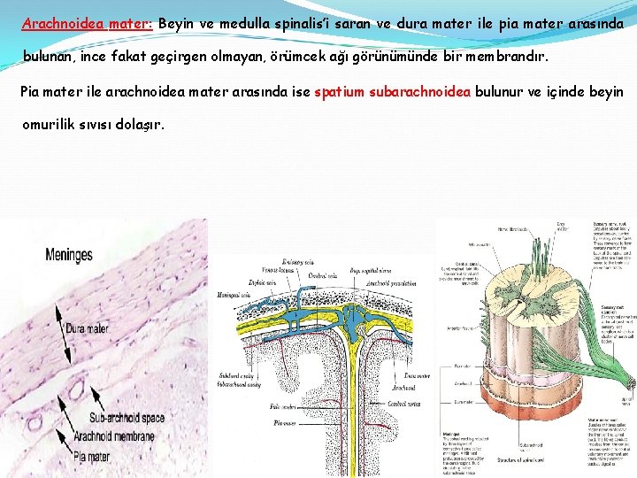 Arachnoidea mater: Beyin ve medulla spinalis’i saran ve dura mater ile pia mater arasında