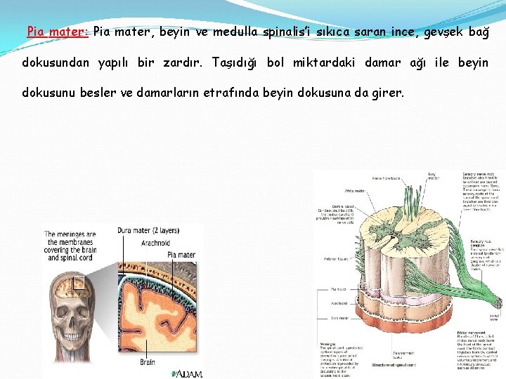 Pia mater: Pia mater, beyin ve medulla spinalis’i sıkıca saran ince, gevşek bağ dokusundan