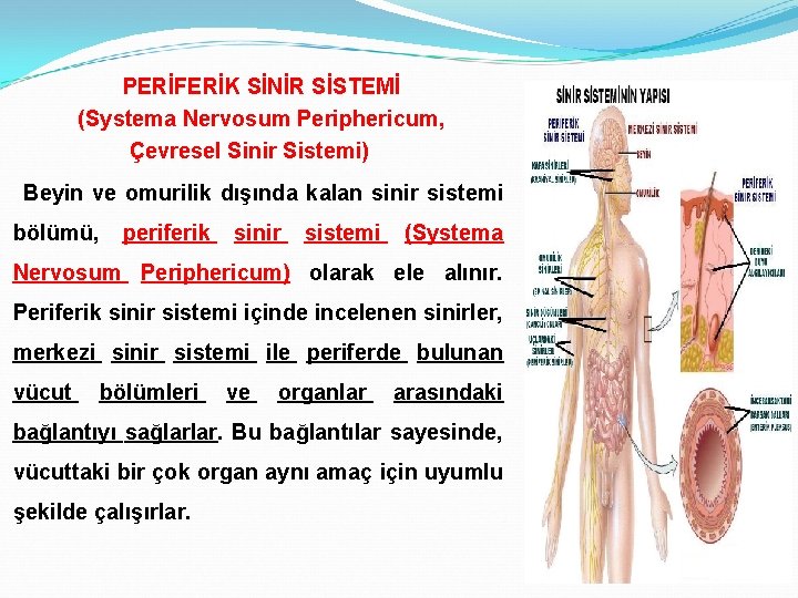 PERİFERİK SİNİR SİSTEMİ (Systema Nervosum Periphericum, Çevresel Sinir Sistemi) Beyin ve omurilik dışında kalan