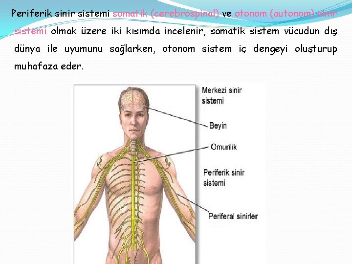Periferik sinir sistemi somatik (cerebrospinal) ve otonom (autonom) sinir sistemi olmak üzere iki kısımda