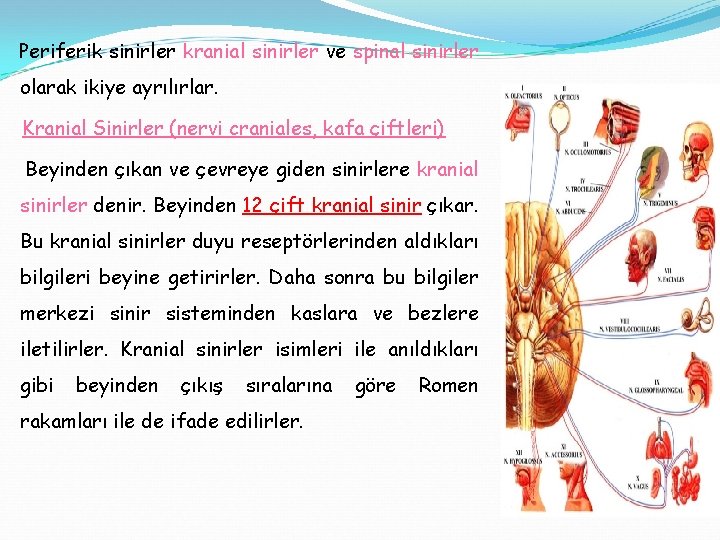 Periferik sinirler kranial sinirler ve spinal sinirler olarak ikiye ayrılırlar. Kranial Sinirler (nervi craniales,