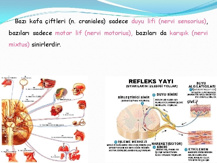 Bazı kafa çiftleri (n. craniales) sadece duyu lifi (nervi sensorius), bazıları sadece motor lif
