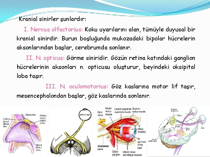 Kranial sinirler şunlardır: I. Nervus olfactorius: Koku uyarılarını alan, tümüyle duyusal bir kranial sinirdir.