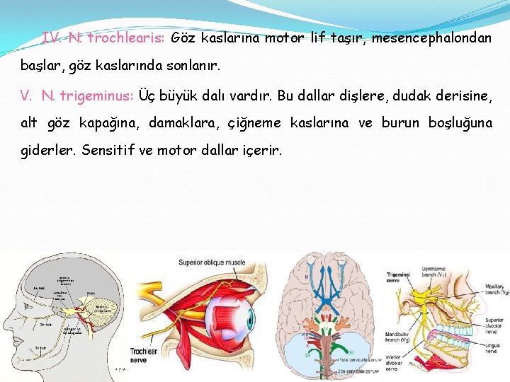 IV. N. trochlearis: Göz kaslarına motor lif taşır, mesencephalondan başlar, göz kaslarında sonlanır. V.